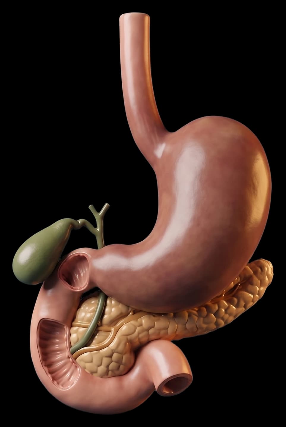Peça anatômica do esôfago, do estômago e do duodeno, com a vesícula e o pâncreas ao lado