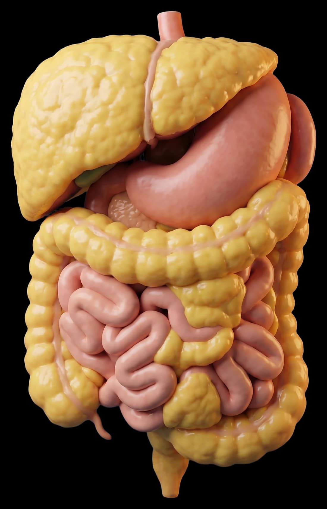O Cancer Obesidade e risco de câncer: o que mostram as evidências | CAD RS